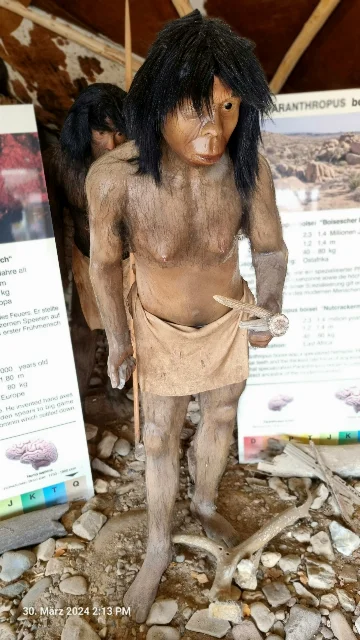 Rekonstruktion Homo erectus